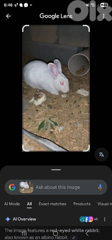 ارانب فرنسي كبيرة للبيع