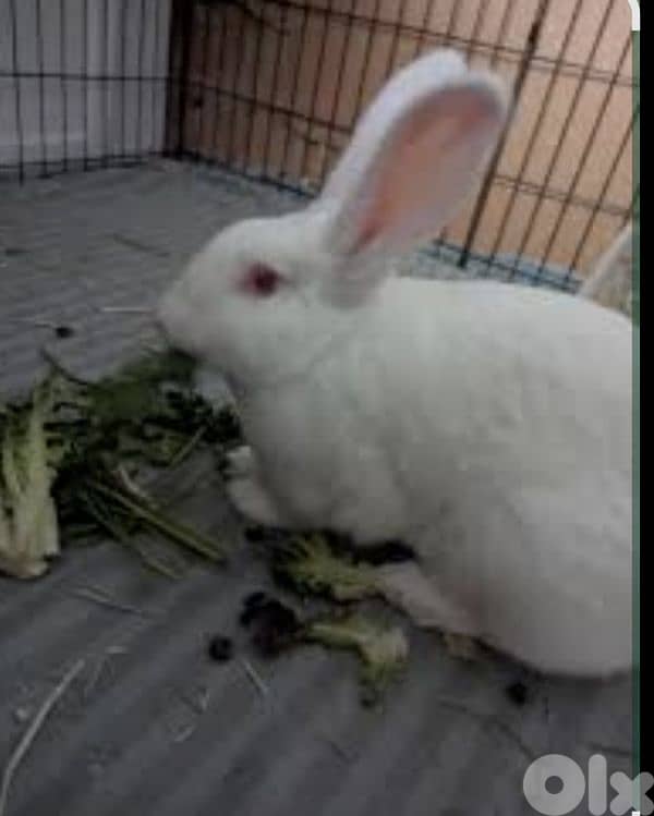 ارانب فرنسي كبيرة للبيع 1