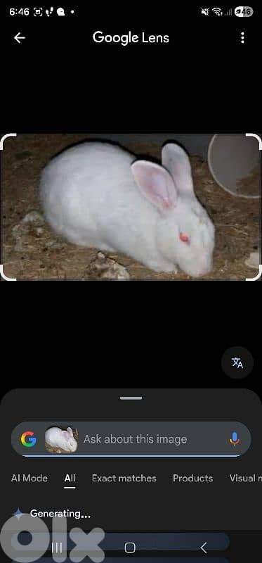 ارانب فرنسي كبيرة للبيع 2