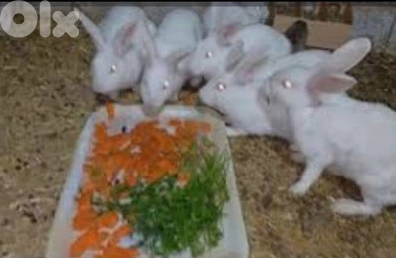 ارانب فرنسي كبيرة للبيع 3