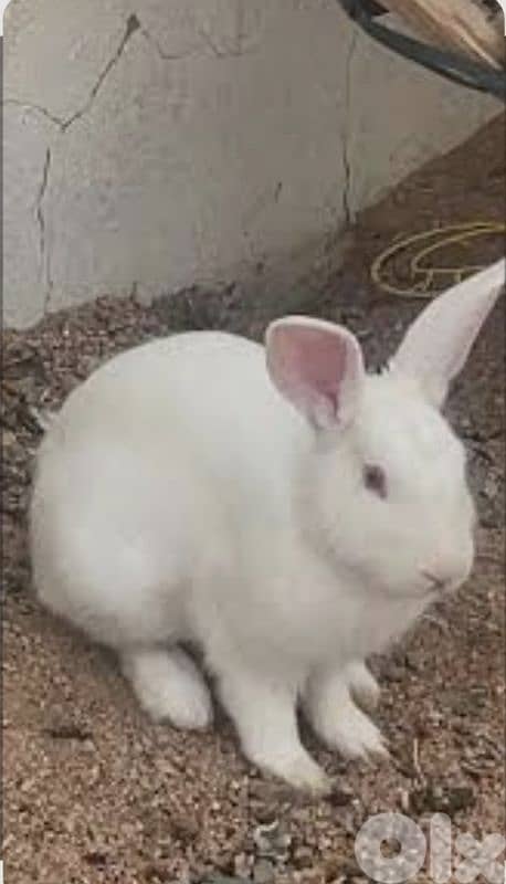 ارانب فرنسي كبيرة للبيع 4
