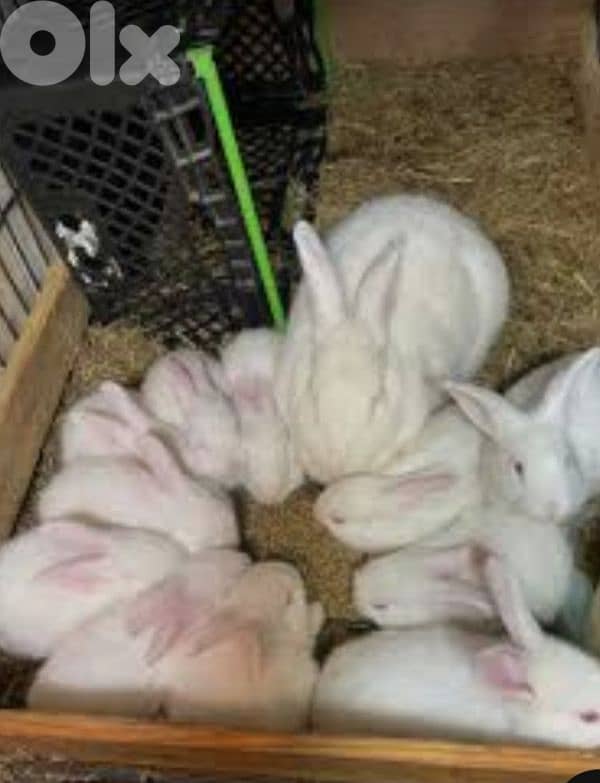 ارانب فرنسي كبيرة للبيع 5