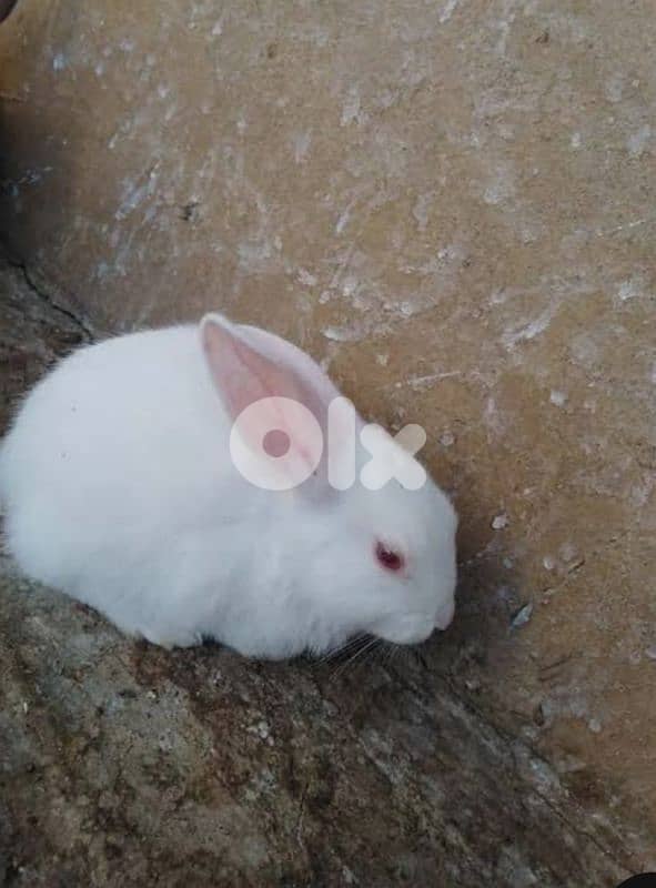 ارانب فرنسي كبيرة للبيع 6