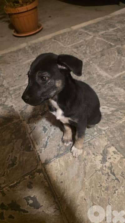 Healthy 2.5-month-old girl looking for a forever home. Vaccinated.