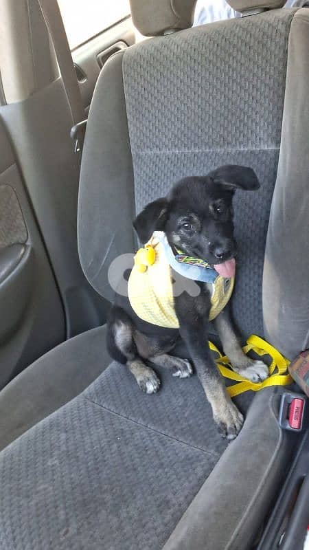 Healthy 2.5-month-old girl looking for a forever home. Vaccinated. 1