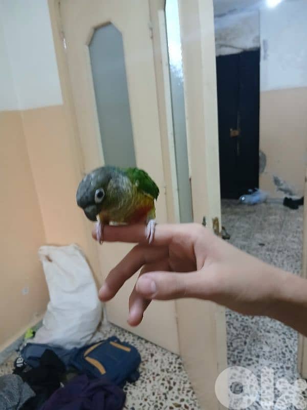 كنيور جريم شيك 0