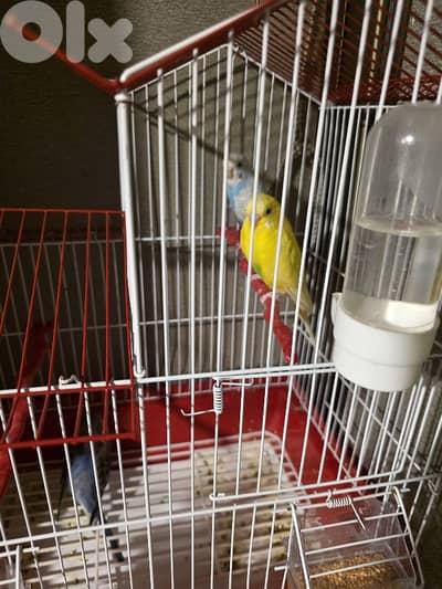 3 lovebirds + 2 cages