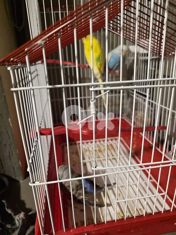 3 lovebirds + 2 cages 1