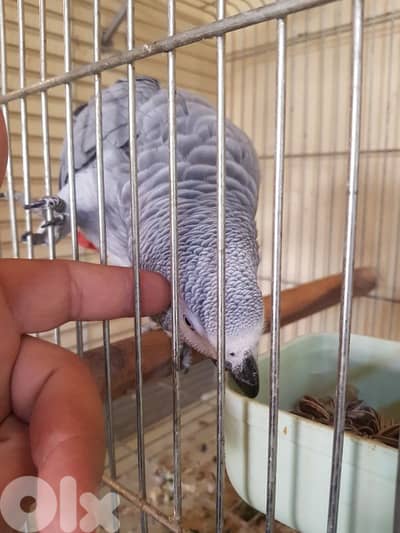 بغبغاء عائل متكلم بيطلع على ايده عالكتف ما بعض صحه جيده جدا