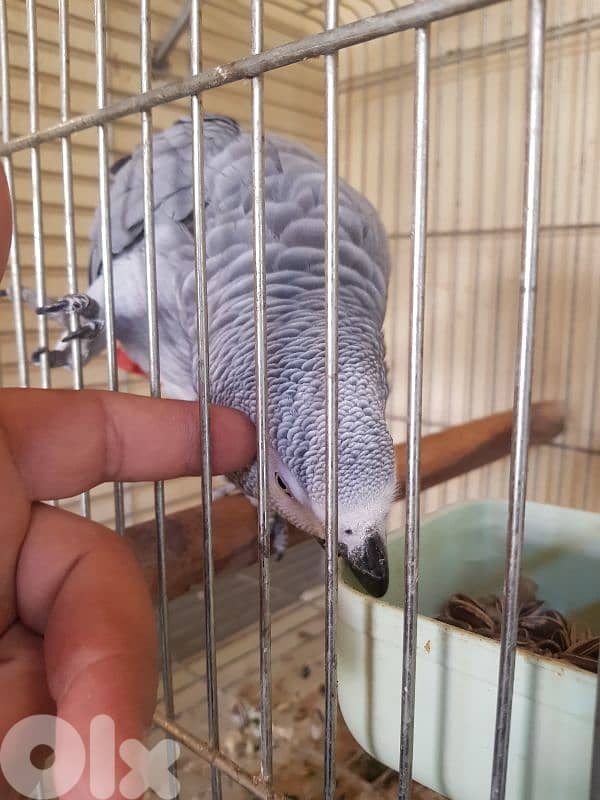 بغبغاء عائل متكلم بيطلع على ايده عالكتف ما بعض صحه جيده جدا 0