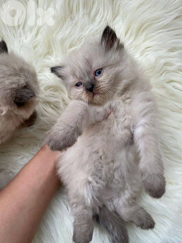 صور مفرق معركه 7