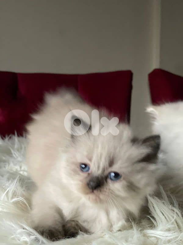 صور مفرق معركه 9