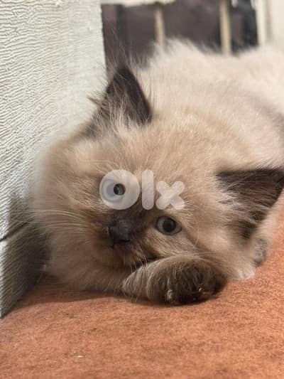 himalayan pure cat