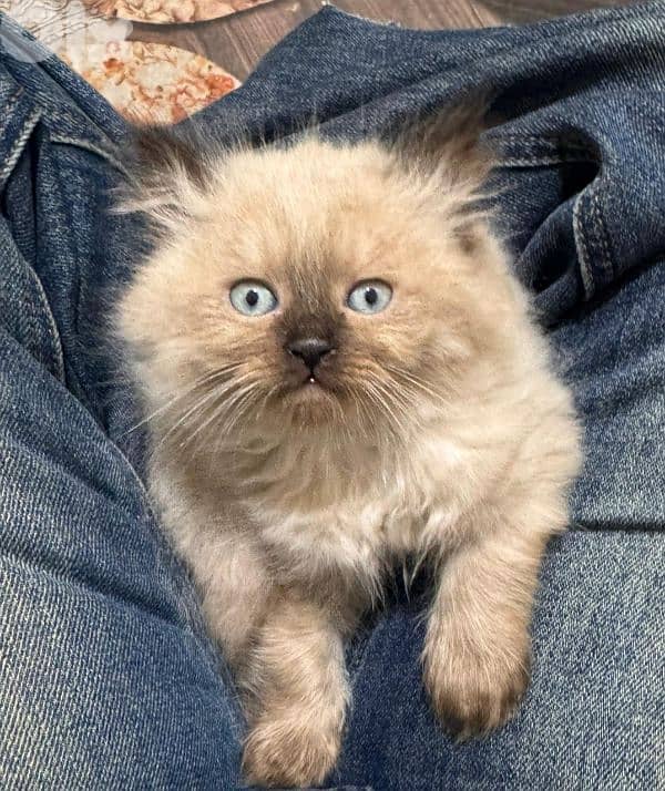 himalayan pure cat 1
