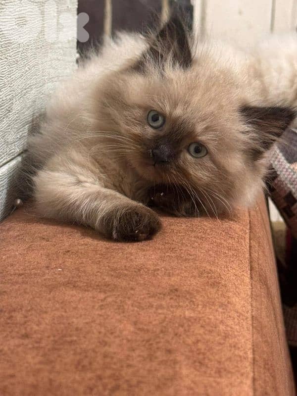 himalayan pure cat 2