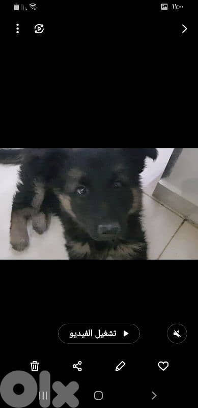 كلب للبيع بسعر مناسب