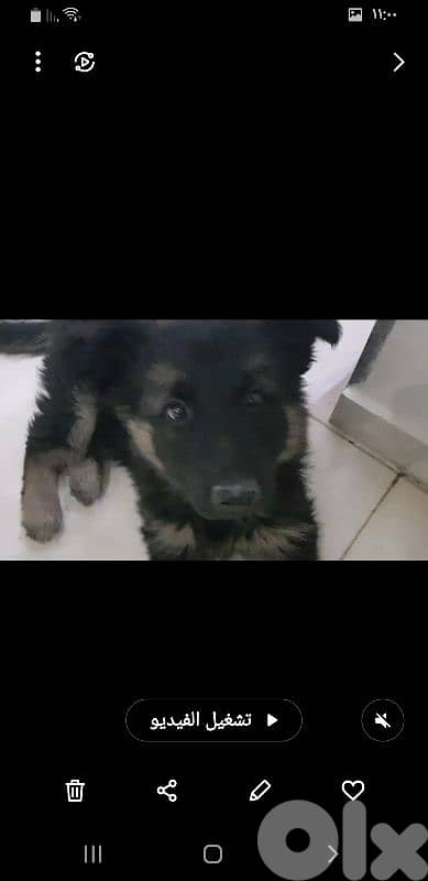 كلب للبيع بسعر مناسب 1