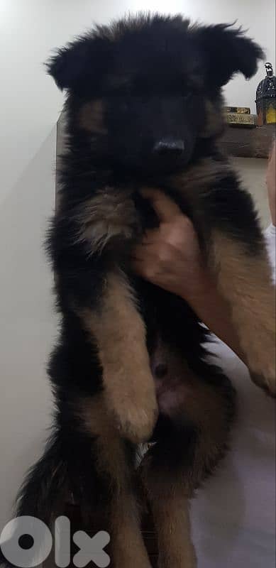 كلب للبيع بسعر مناسب 2