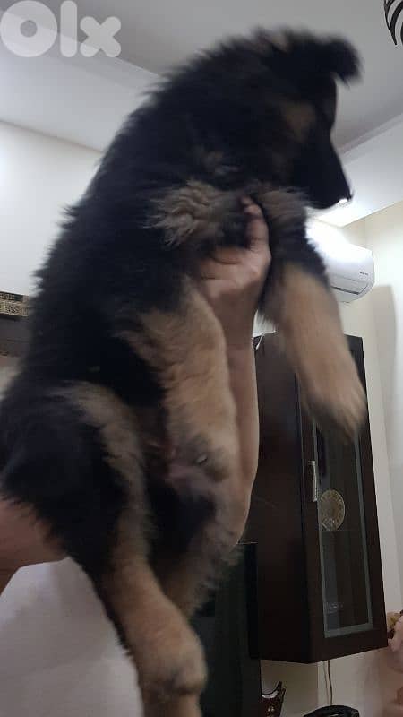 كلب للبيع بسعر مناسب 3