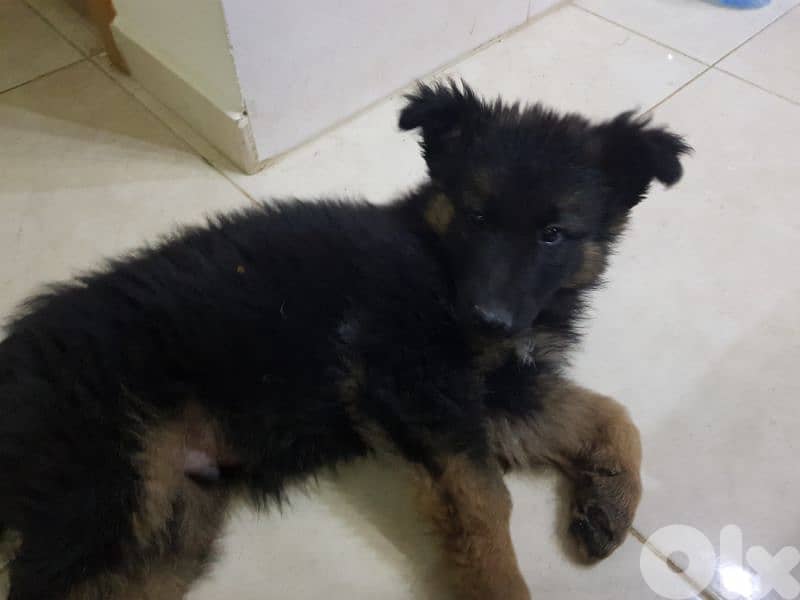 كلب للبيع بسعر مناسب 4
