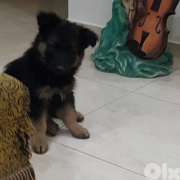 كلب للبيع بسعر مناسب 5