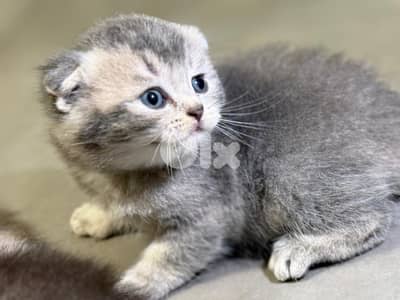 Scottish fold