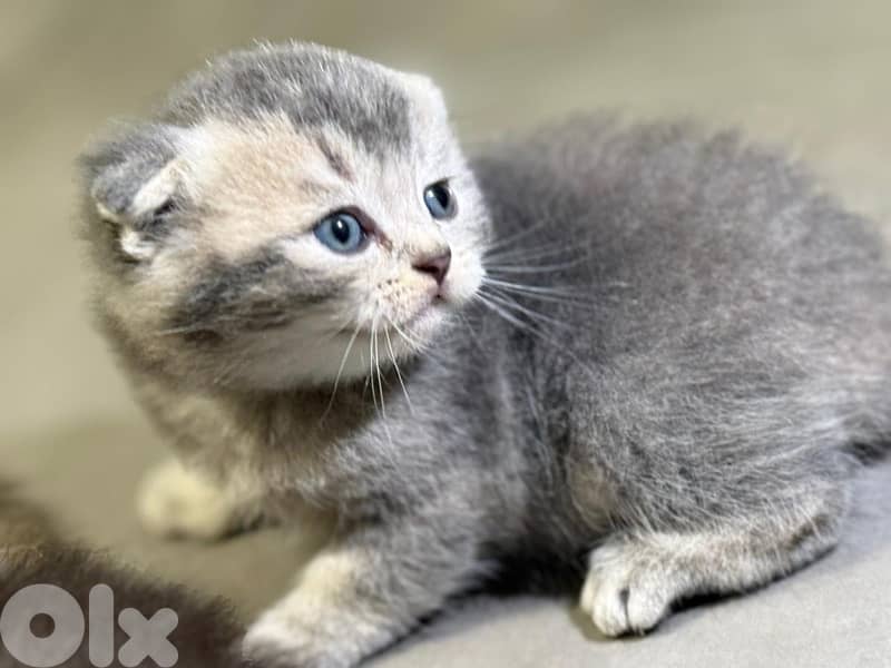 Scottish fold 2