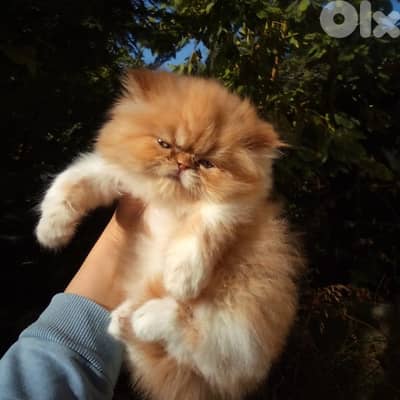 Male and female persion pure