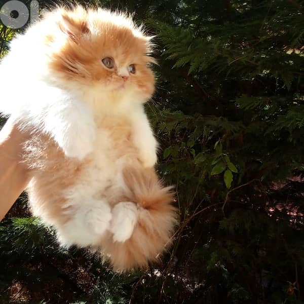 Male and female persion pure 0