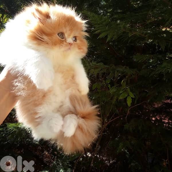 Male and female persion pure 1