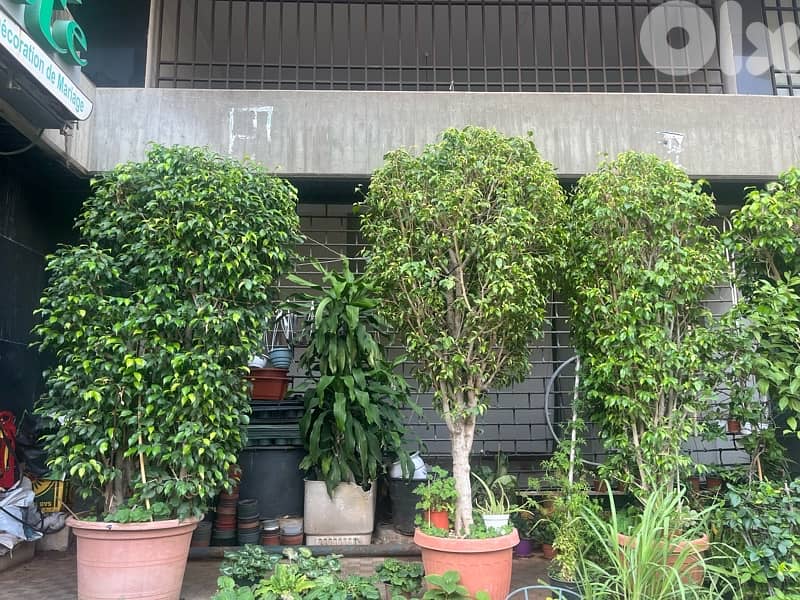 vicus monjamina lal be3 1