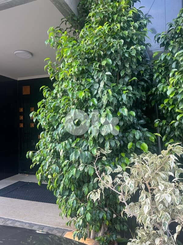 vicus monjamina lal be3 2