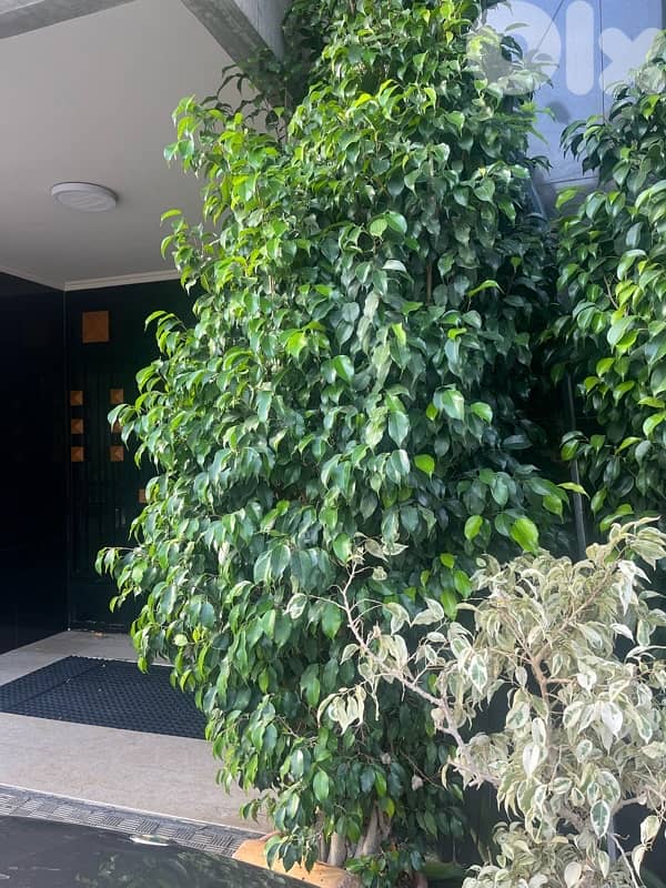 big plants for sale 1