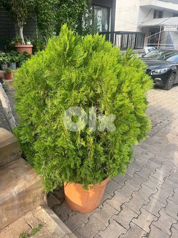 big plants for sale 3