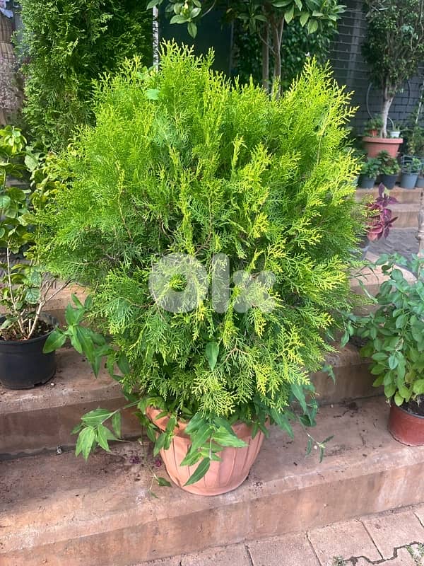 big plants for sale 4