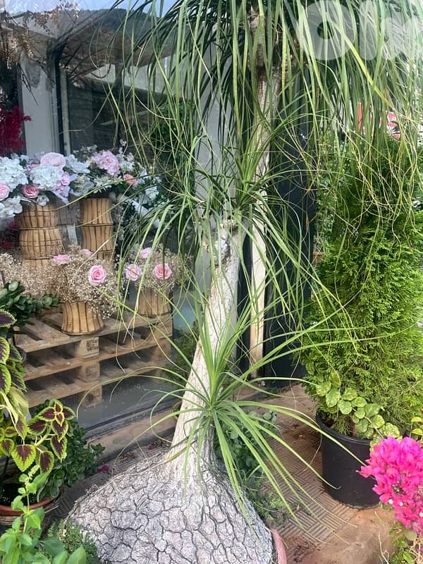 big plants for sale 5