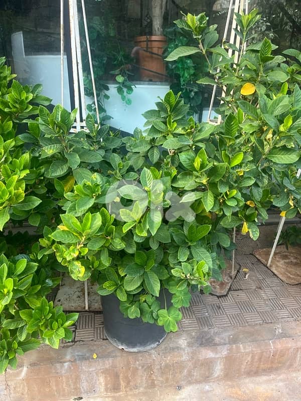 big plants for sale 6