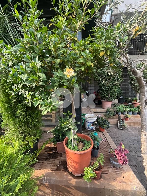 big plants for sale 7