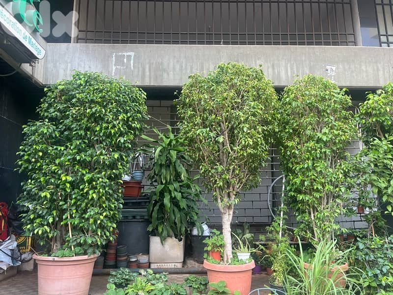 big plants for sale 8