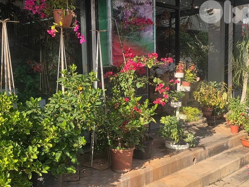 plants, vases , tables…. . ( negotiable prices, asaar jemle) 7