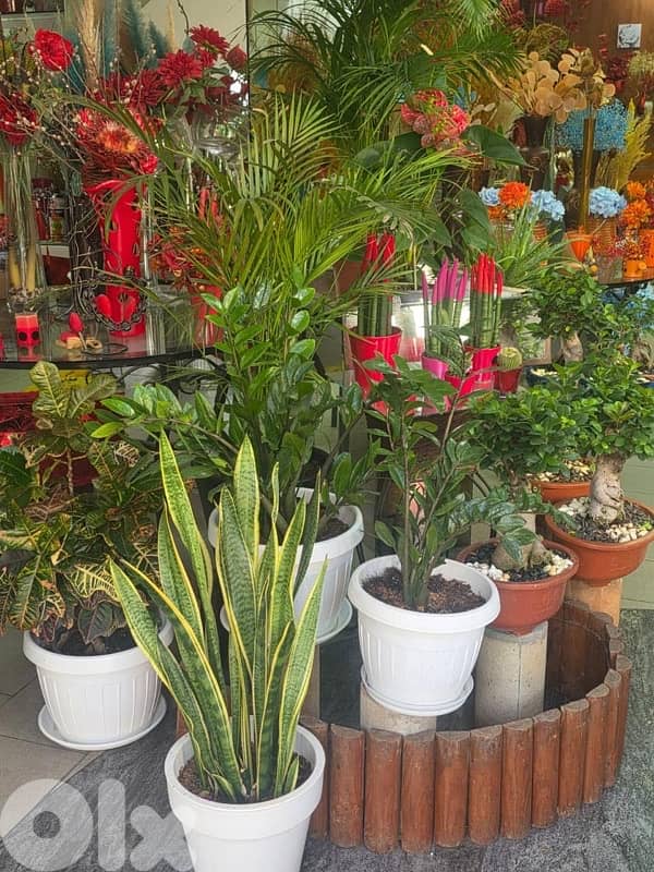 plants, vases , tables…. . ( negotiable prices, asaar jemle) 9