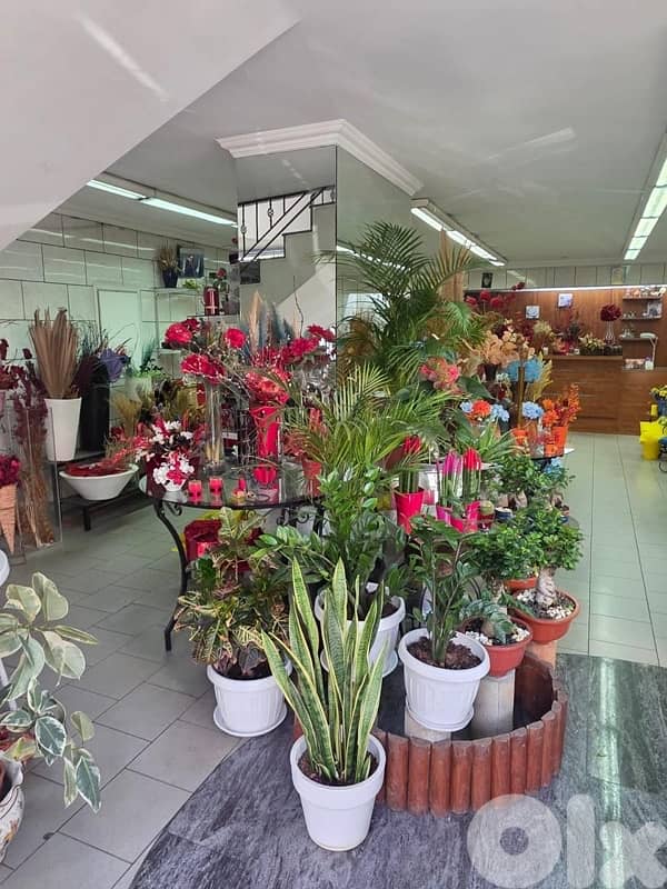plants, vases , tables…. . ( negotiable prices, asaar jemle) 10