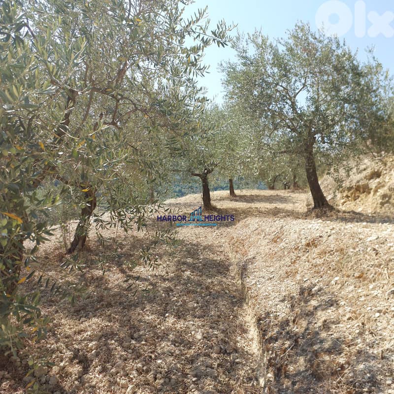 Land for sale kfarhay, Batroun  أرض للبيع في كفرحي، البترون 0