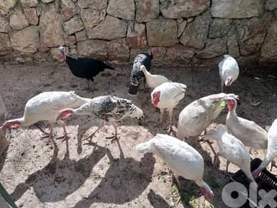 حبش للبيع ودجاج بلدي