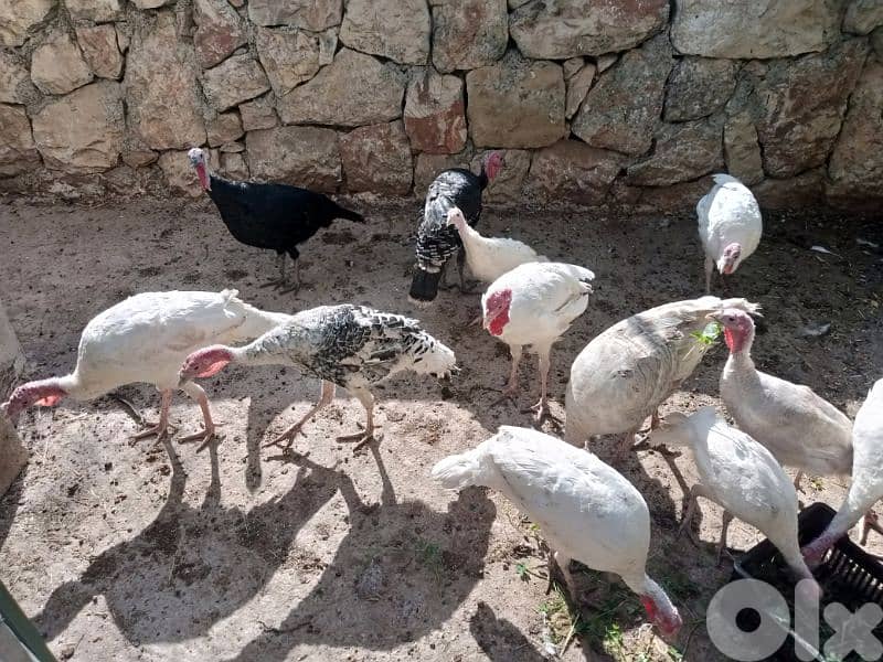 حبش للبيع ودجاج بلدي 0