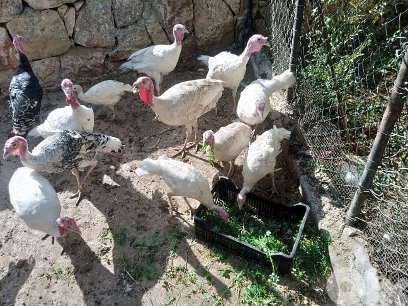 حبش للبيع ودجاج بلدي 1