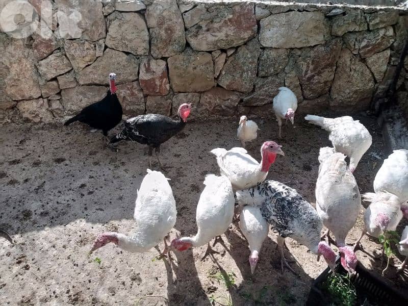 حبش للبيع ودجاج بلدي 2