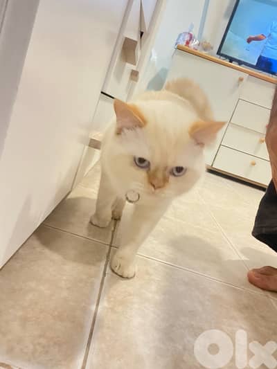 كسروان /فيترون