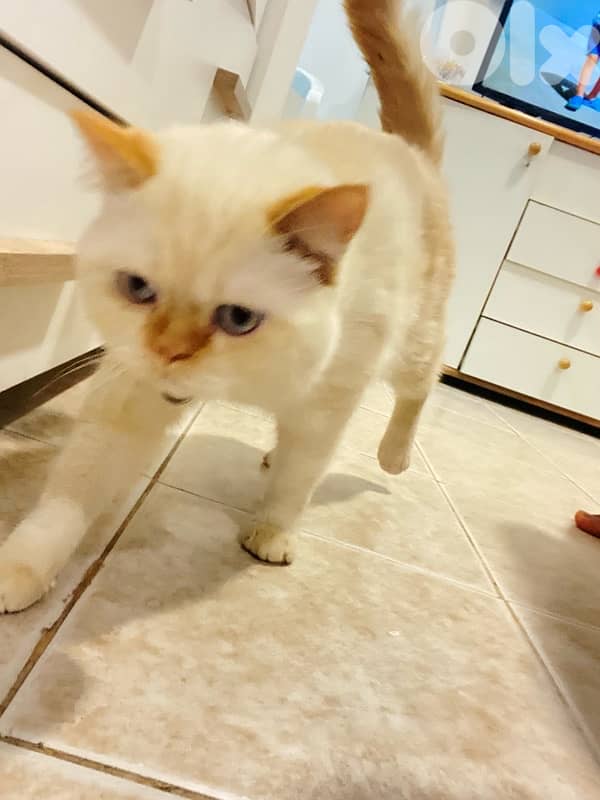 كسروان /فيترون 1