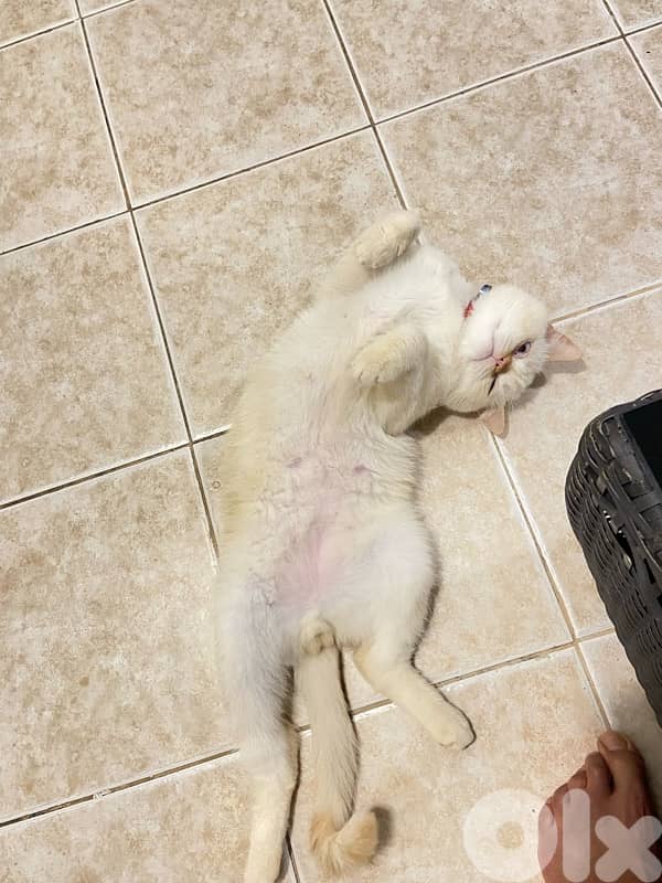 كسروان /فيترون 2